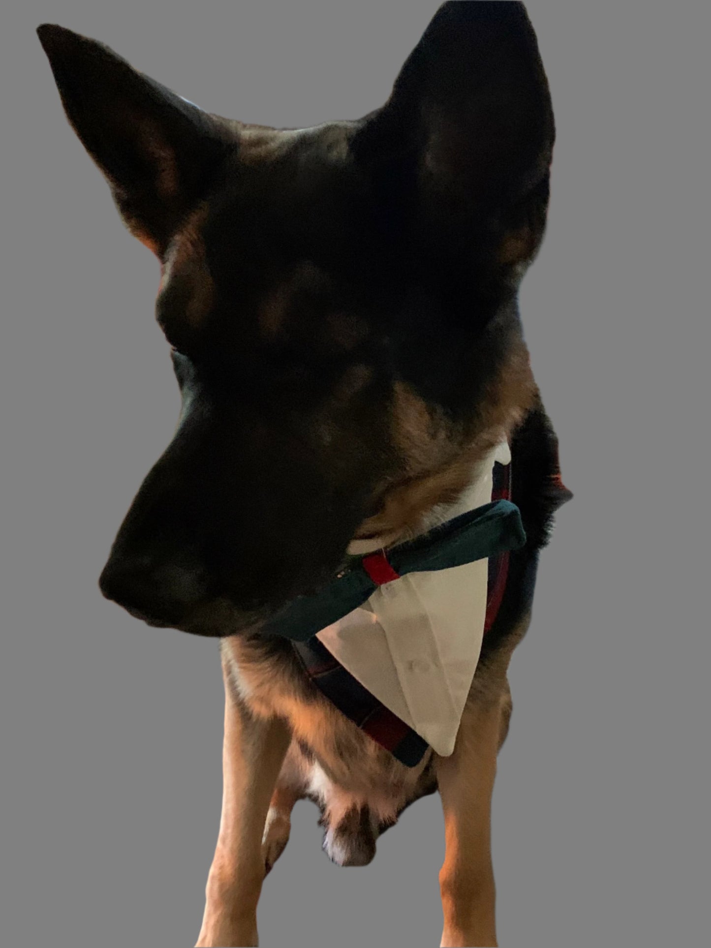 Red Plaid Large Pet Tuxedo Bandana image 5