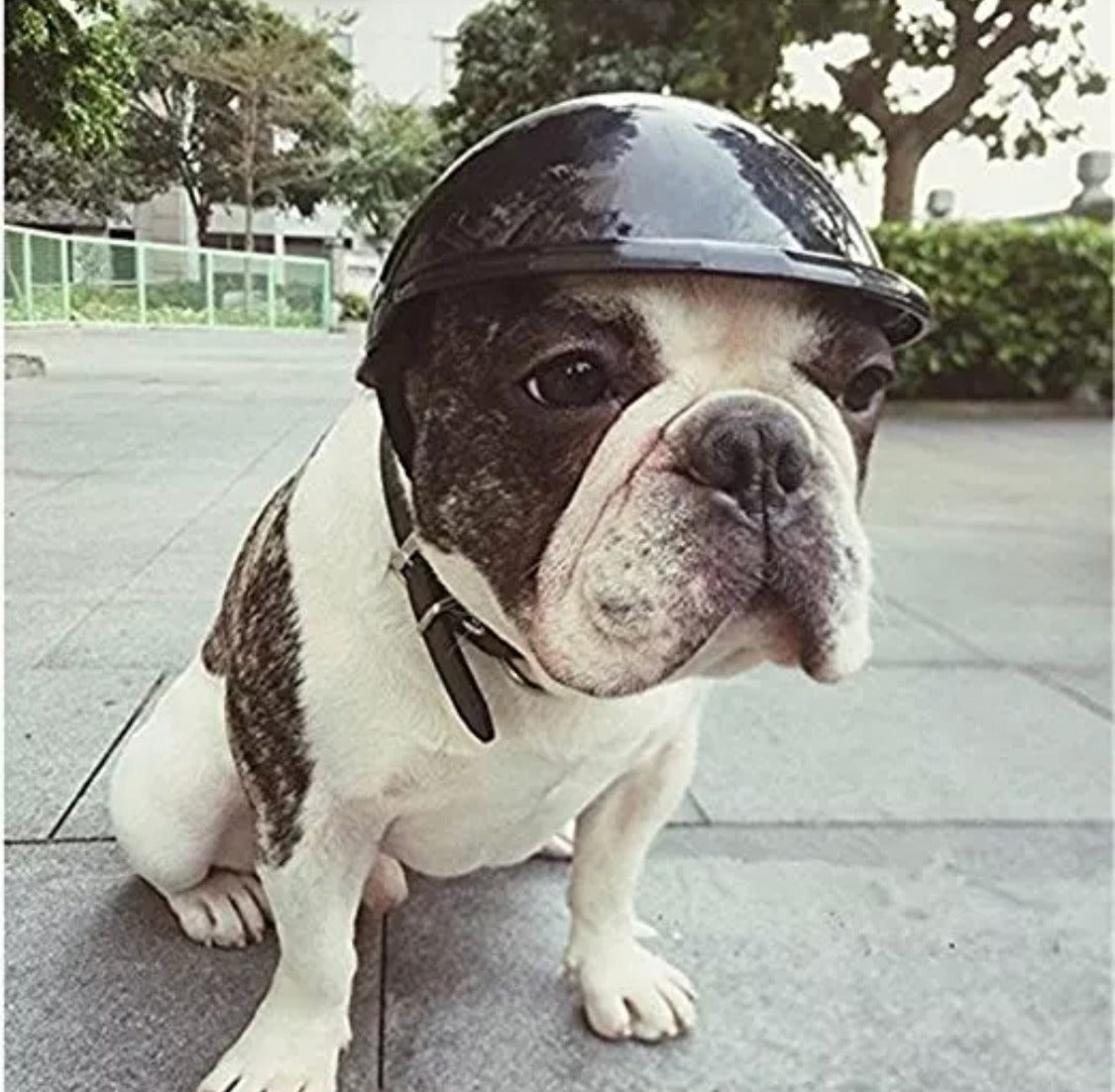 Black hard Hat Dog Helmet image 0