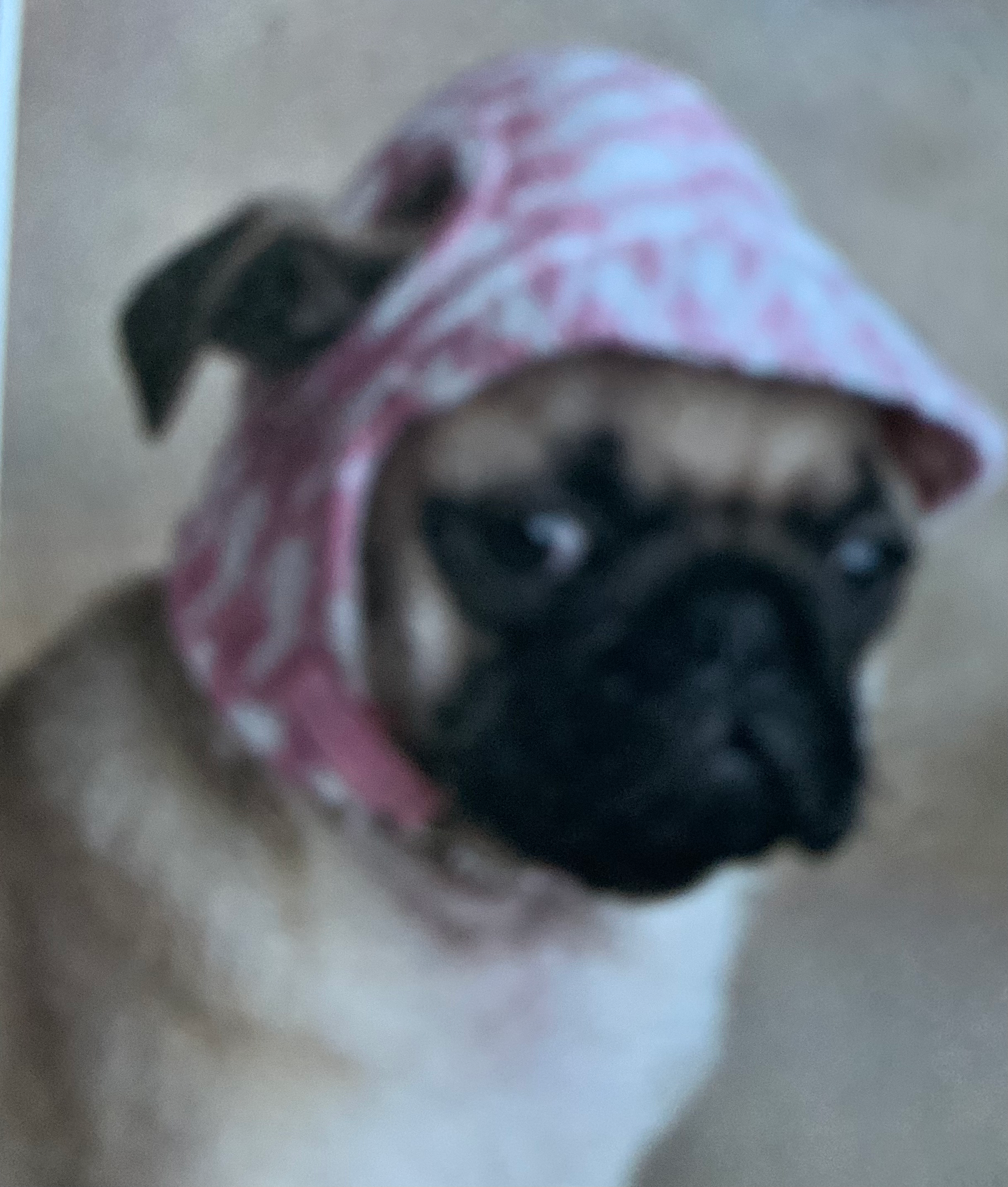 Plaid Fall Pet Cap image 4