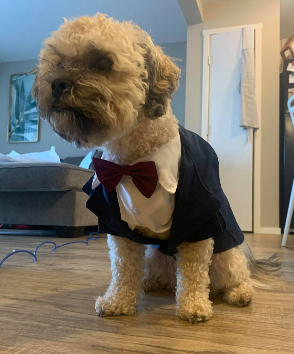 Pet Cream Tuxedo Vest image 1