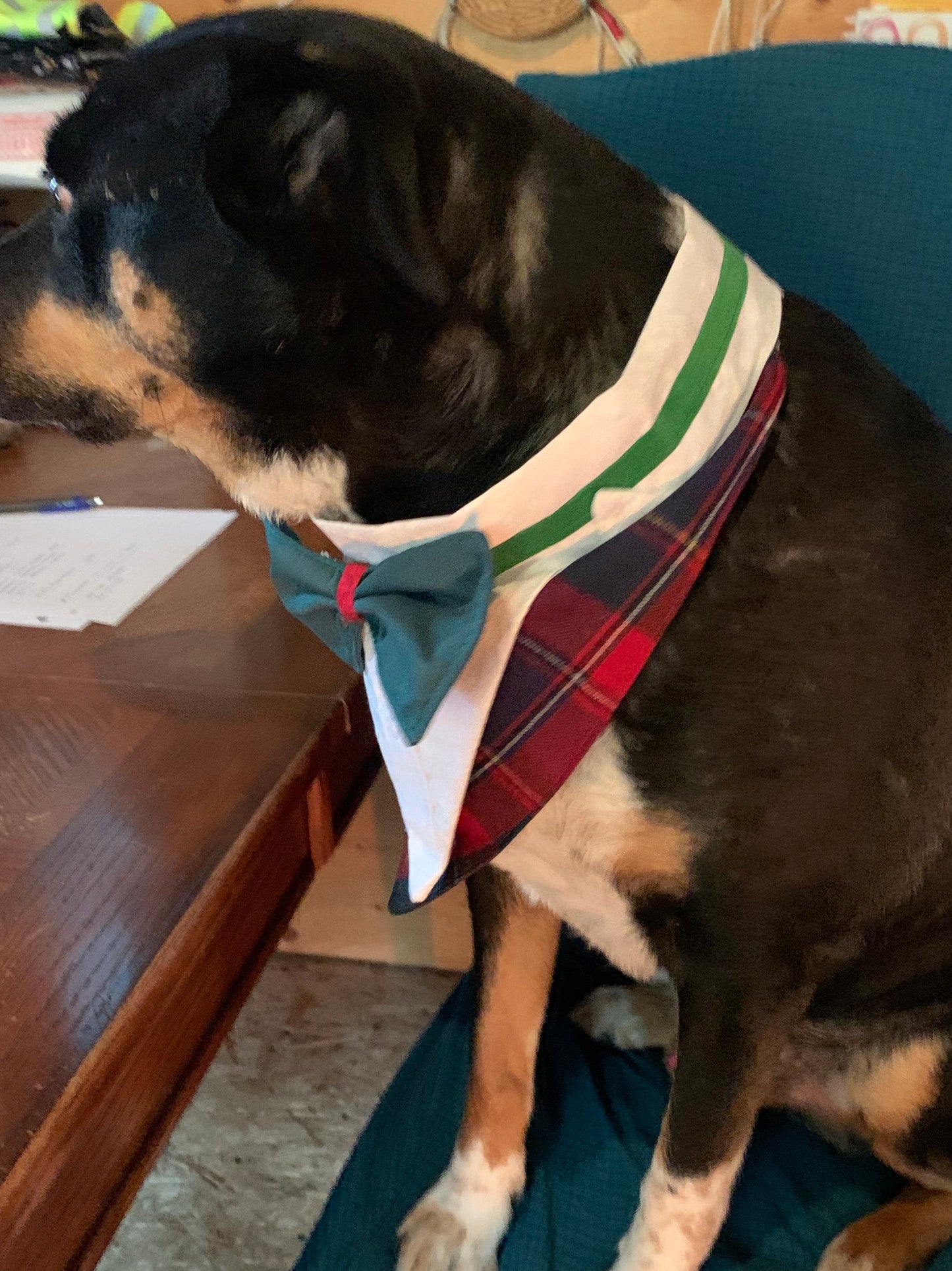 Pet Large Tuxedo Bandana in Grey image 3