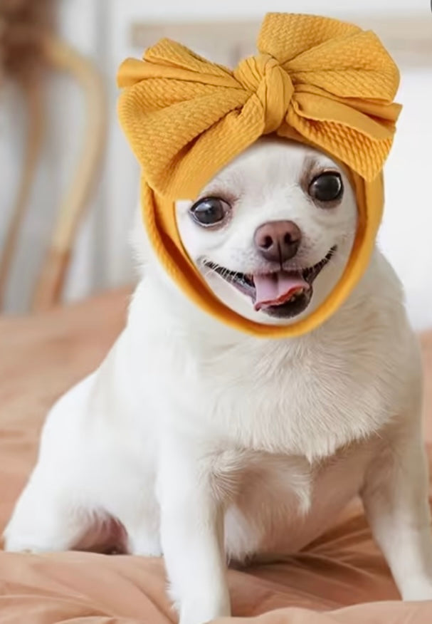 Pet head band