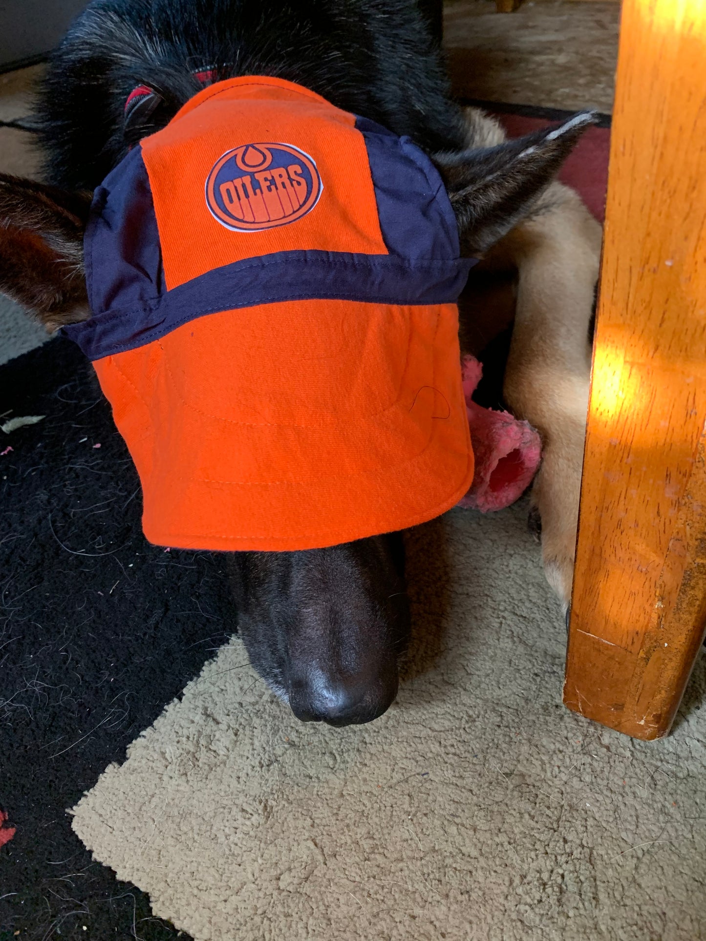 Oilers Baseball Pet Hats