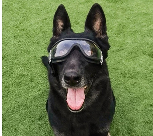 Clear Dog Goggles image 0