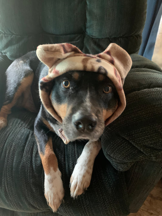Aztec Bull Dog  Frenchie Pet Hat