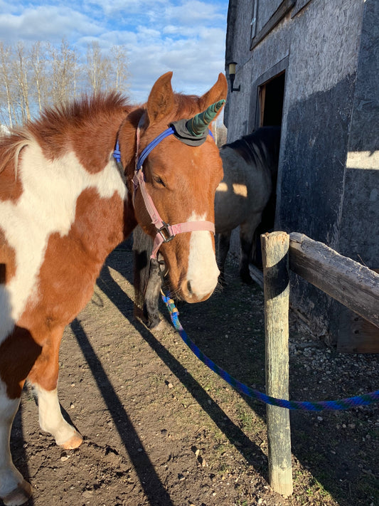 Horse Unicorn Horn image 0