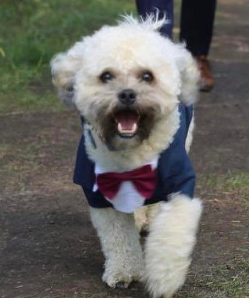 Burgundy Pet Tuxedo vest image 1