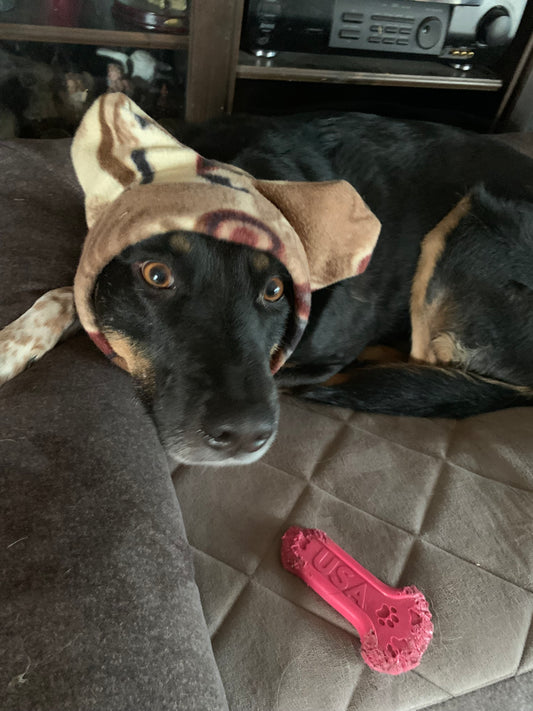 Aztec Bull Dog  Frenchie Pet Hat