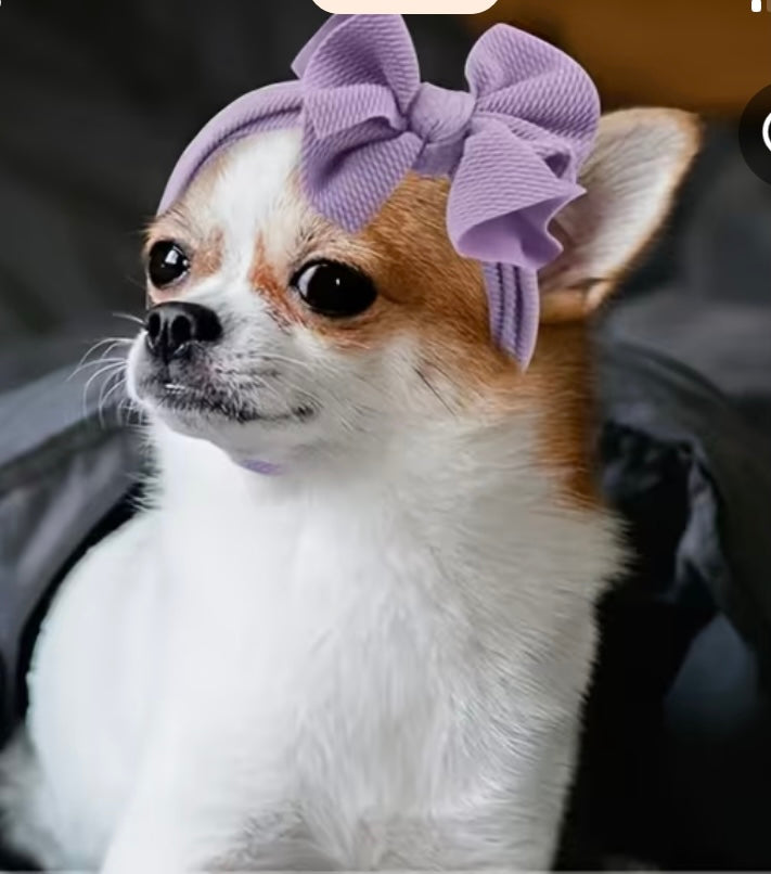 Pet head band
